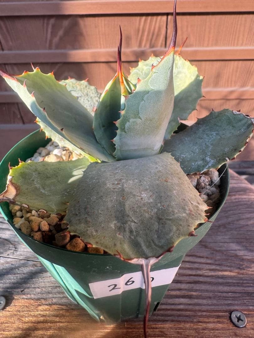 アガベ Agave parryi 'Desert Delight' 260