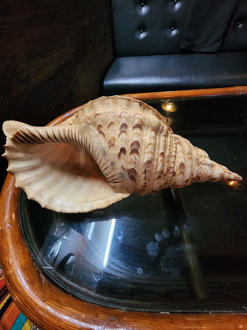 ホラ貝　貝殻