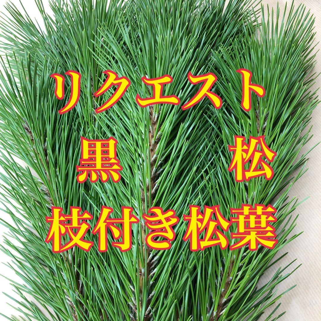 リクエスト対応致します　黒松　枝付き松葉　フレッシュ