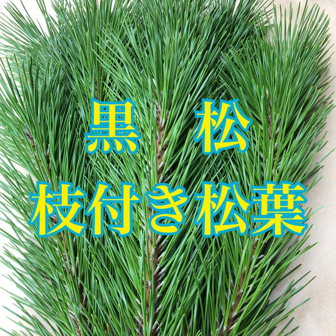 リクエスト対応致します　黒松　枝付き松葉　フレッシュ