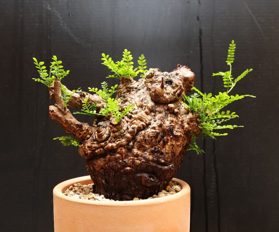 【時間限定値下げ】オペルクリカリアパキプス