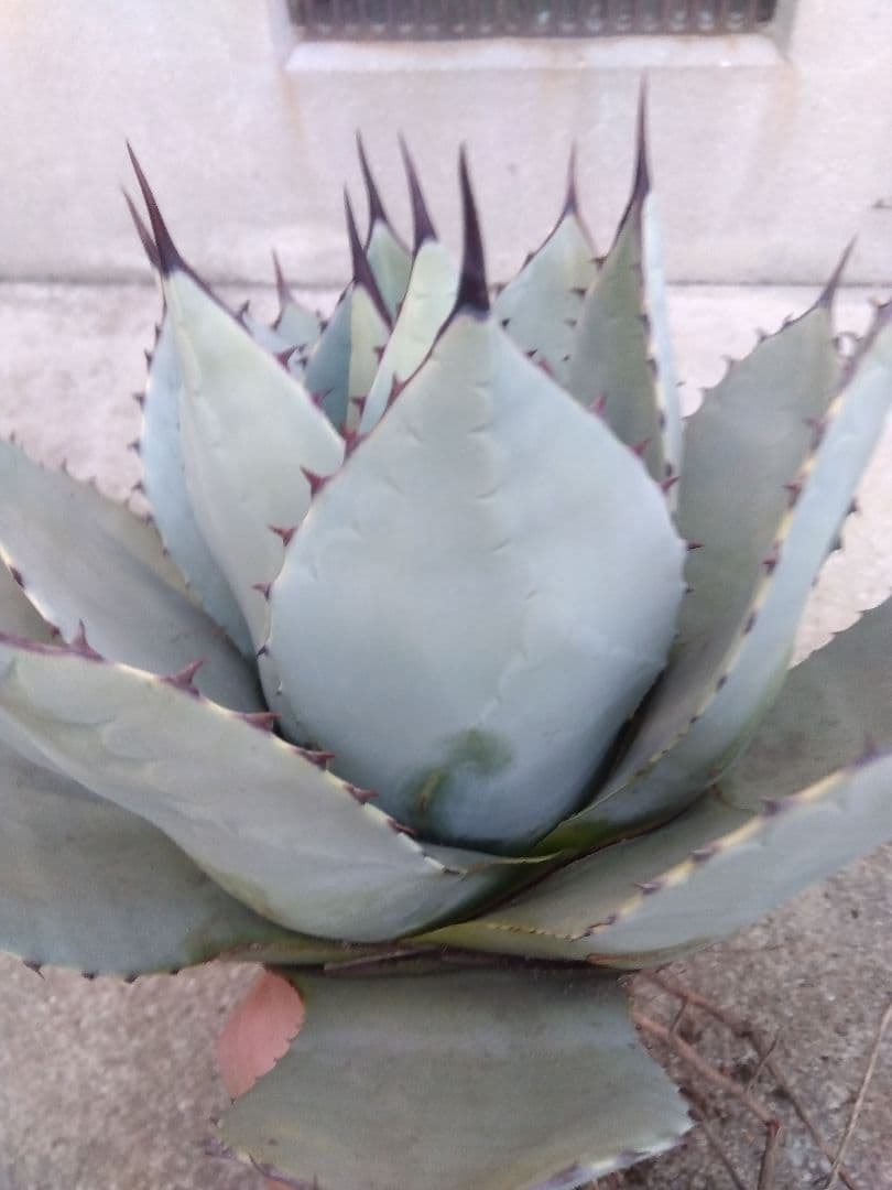 アガベ　パリー　吉祥天　33センチ❗　う