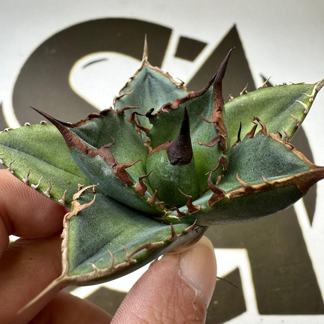 【上澳園芸】 アガベ チタノタ 緑犀牛 良質子株 LED管理株