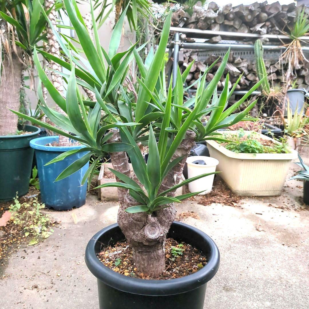 ユッカエレファンティペス(青年の木) ④幹極太多頭アガベ チタノタドライガーデン