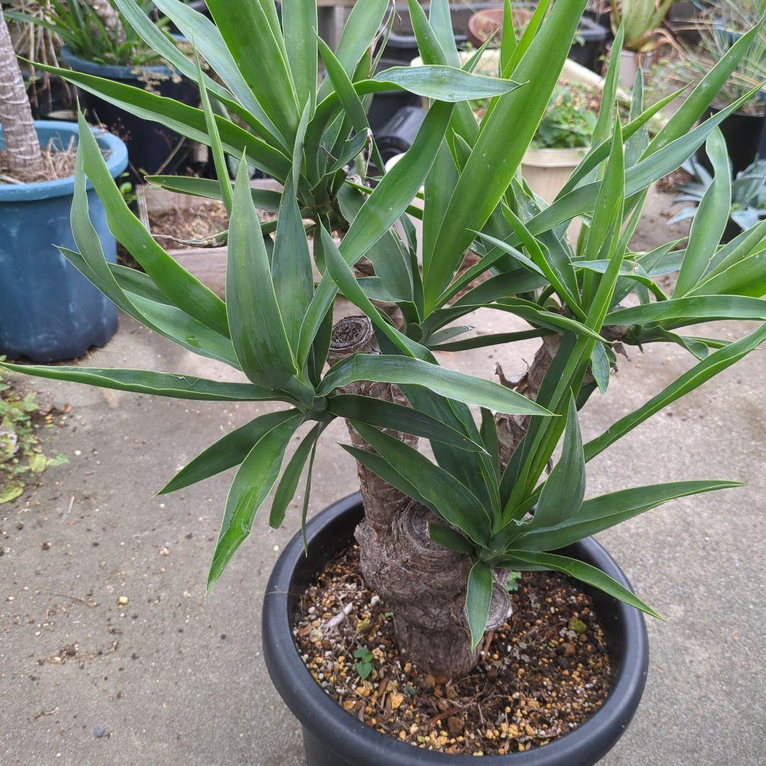 ユッカエレファンティペス(青年の木) ④幹極太多頭アガベ チタノタドライガーデン