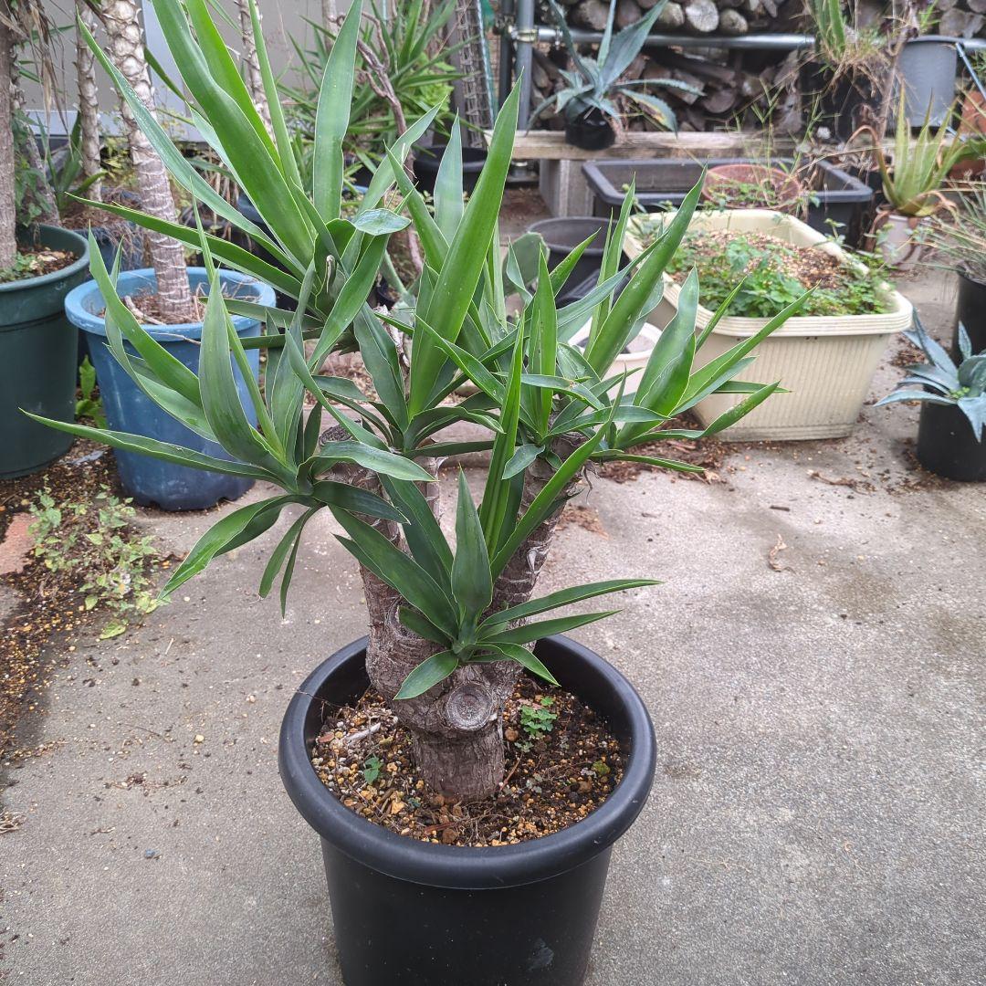 ユッカエレファンティペス(青年の木) ④幹極太多頭アガベ チタノタドライガーデン