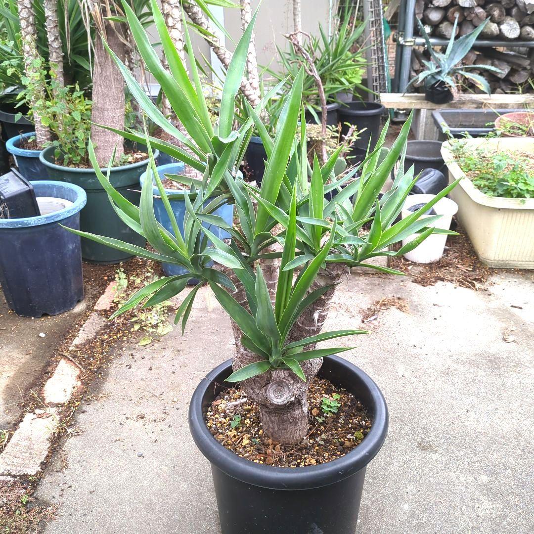 ユッカエレファンティペス(青年の木) ④幹極太多頭アガベ チタノタドライガーデン