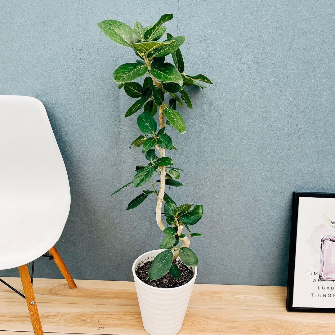 ［現品］97番　フィカス　ベンガレンシス　曲がり 8号　観葉植物　室内　大型