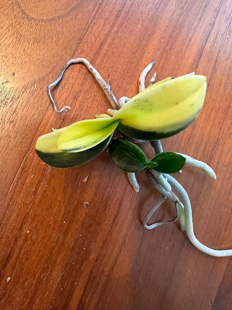 【 名護蘭 】明丸縞2個セット　371