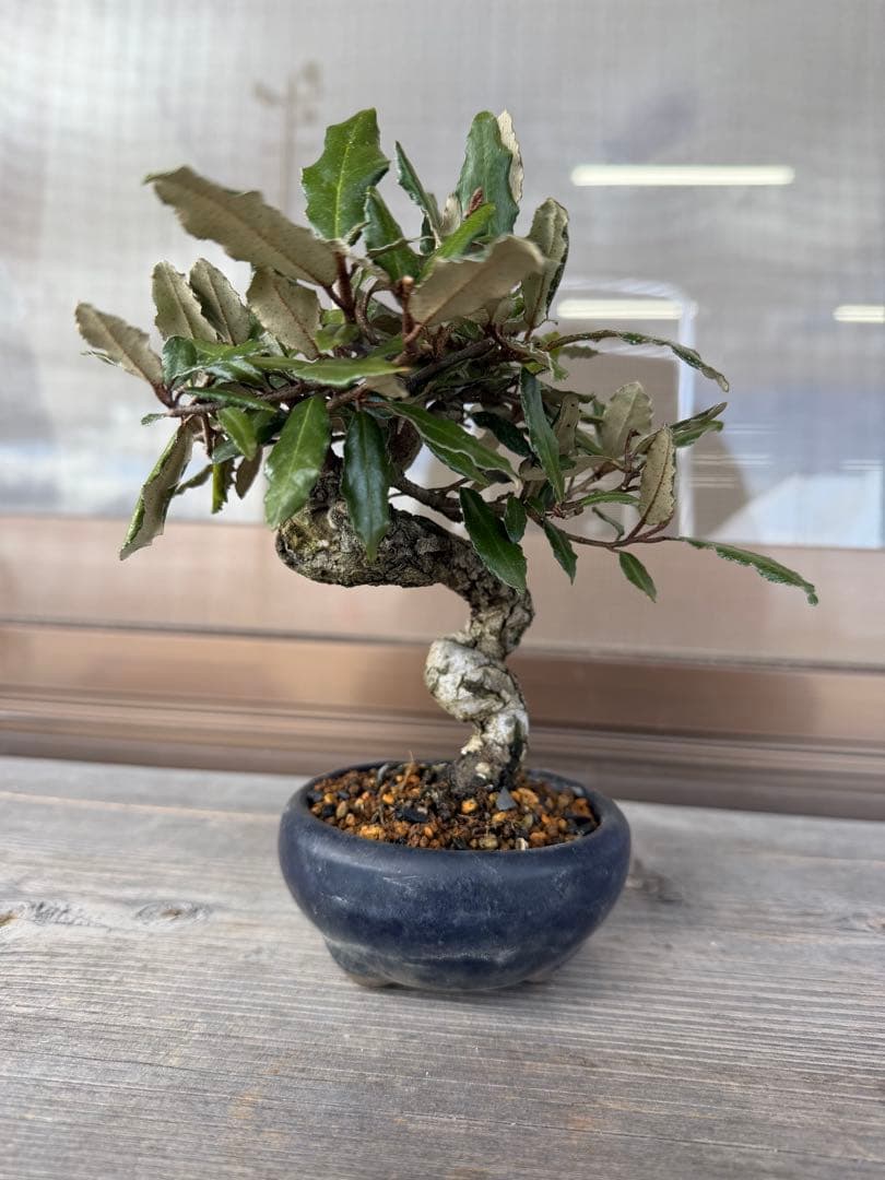 【ガチ盆栽】寒ぐみ　小品サイズ　転念幹　古幹