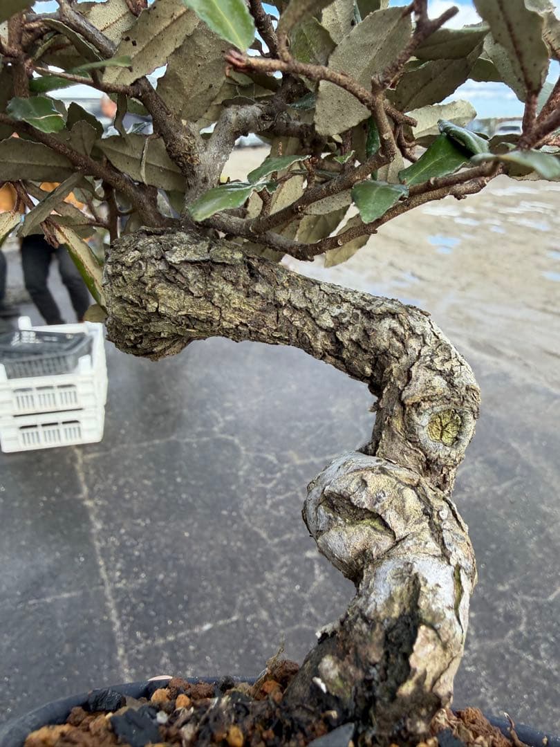 【ガチ盆栽】寒ぐみ　小品サイズ　転念幹　古幹
