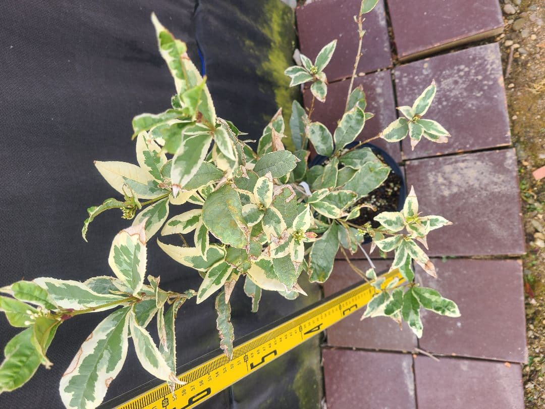 斑入りキンモクセイ希少品種／6号鉢 大苗 約75cm／トリカラーリーフ 常緑