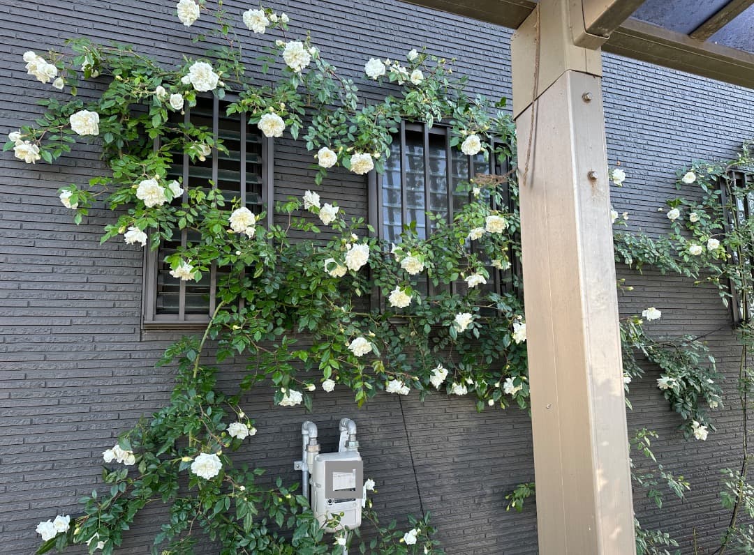 専用蘭丸&桃子様【バラ「超」大苗】アルベリック バルビエ（つるバラ）