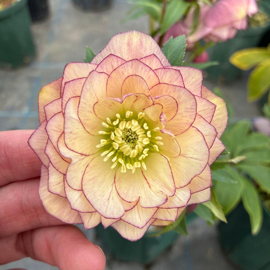 クリスマスローズ　アプリコットピンク　ピコティ　７寸 大株