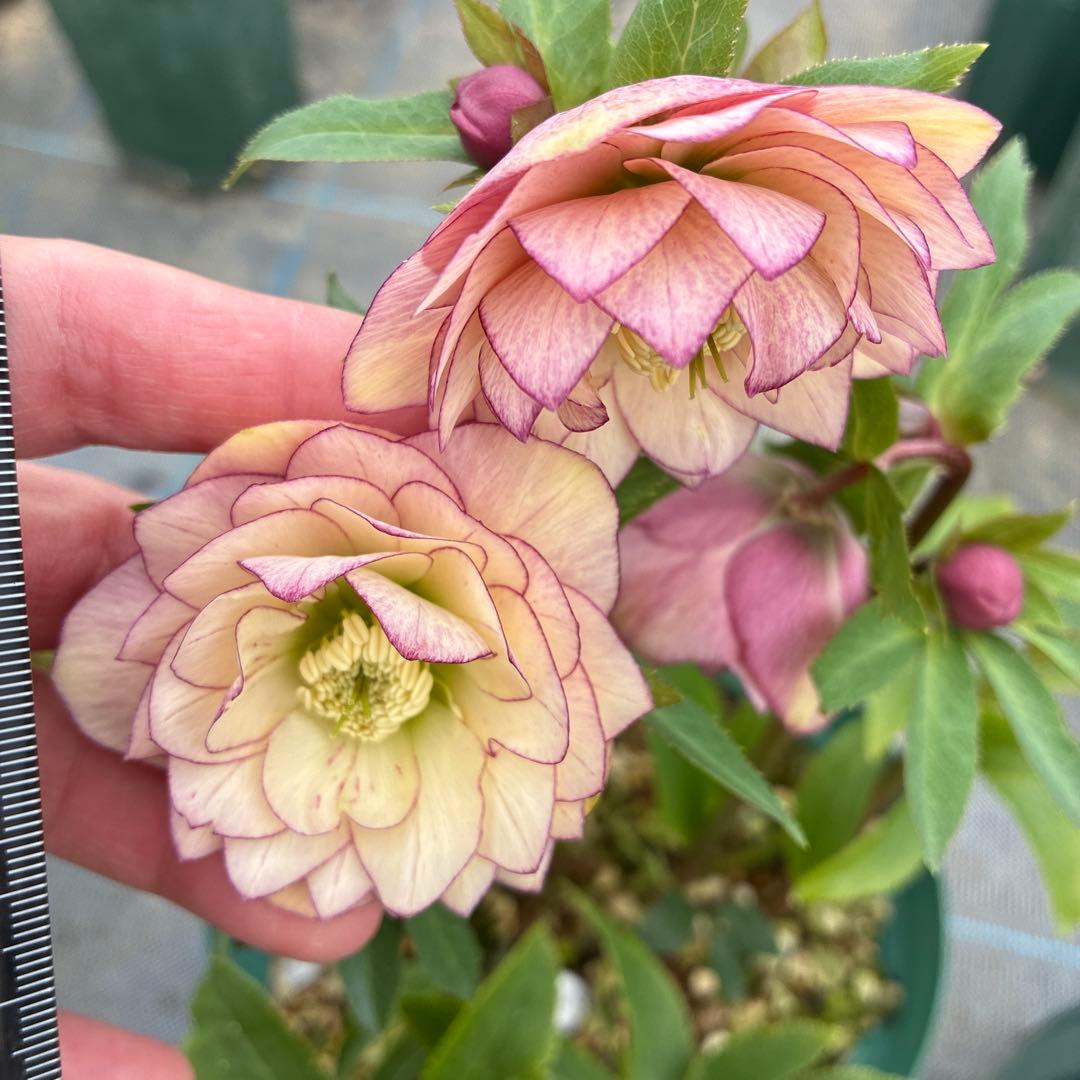 クリスマスローズ　アプリコットピンク　ピコティ　７寸 大株