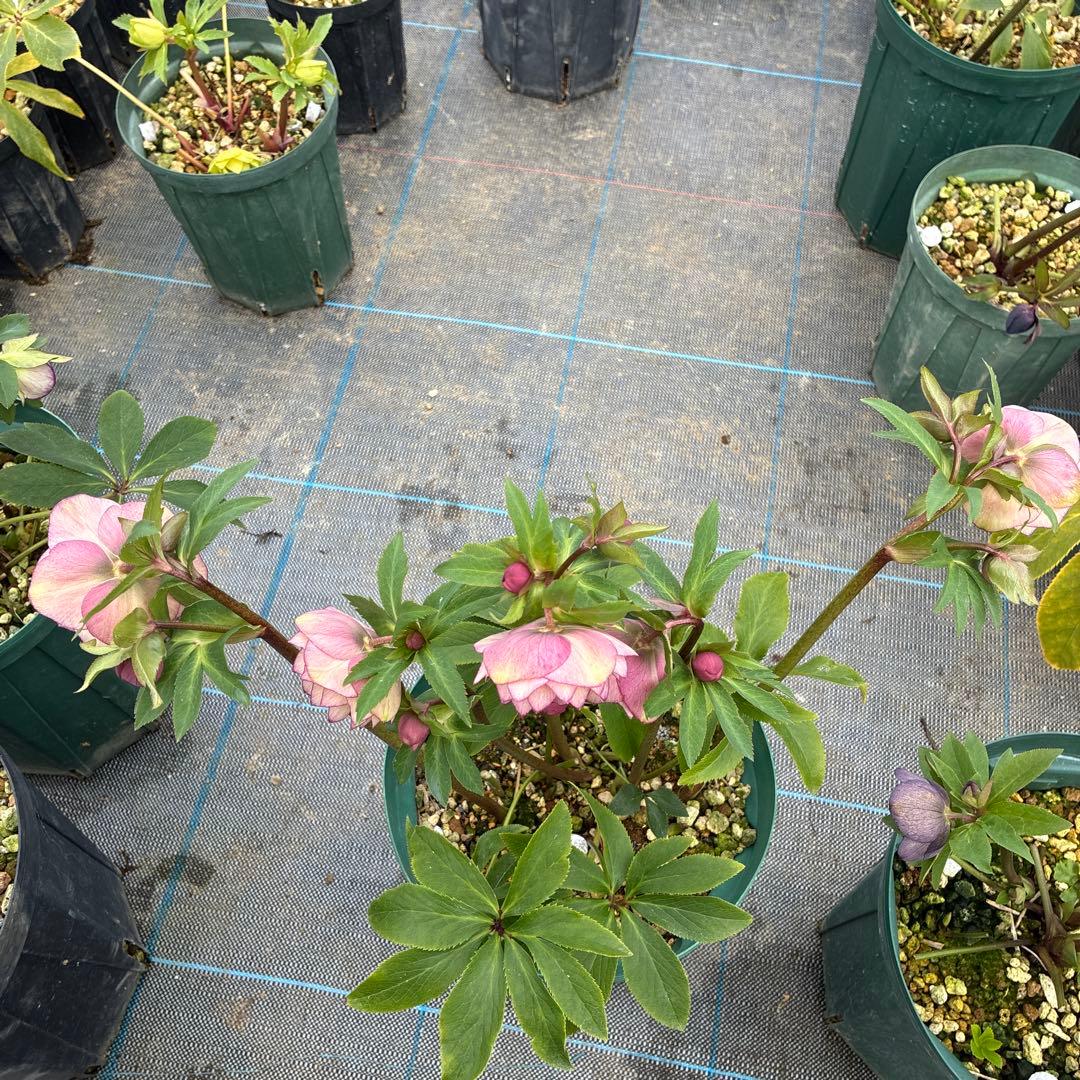 クリスマスローズ　アプリコットピンク　ピコティ　７寸 大株