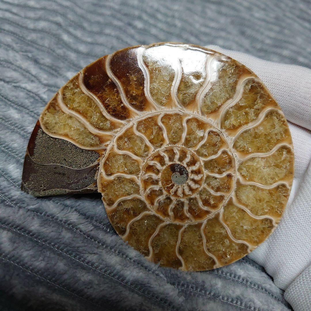 アンモナイト化石　ハーフカット　ペア　マダガスカル