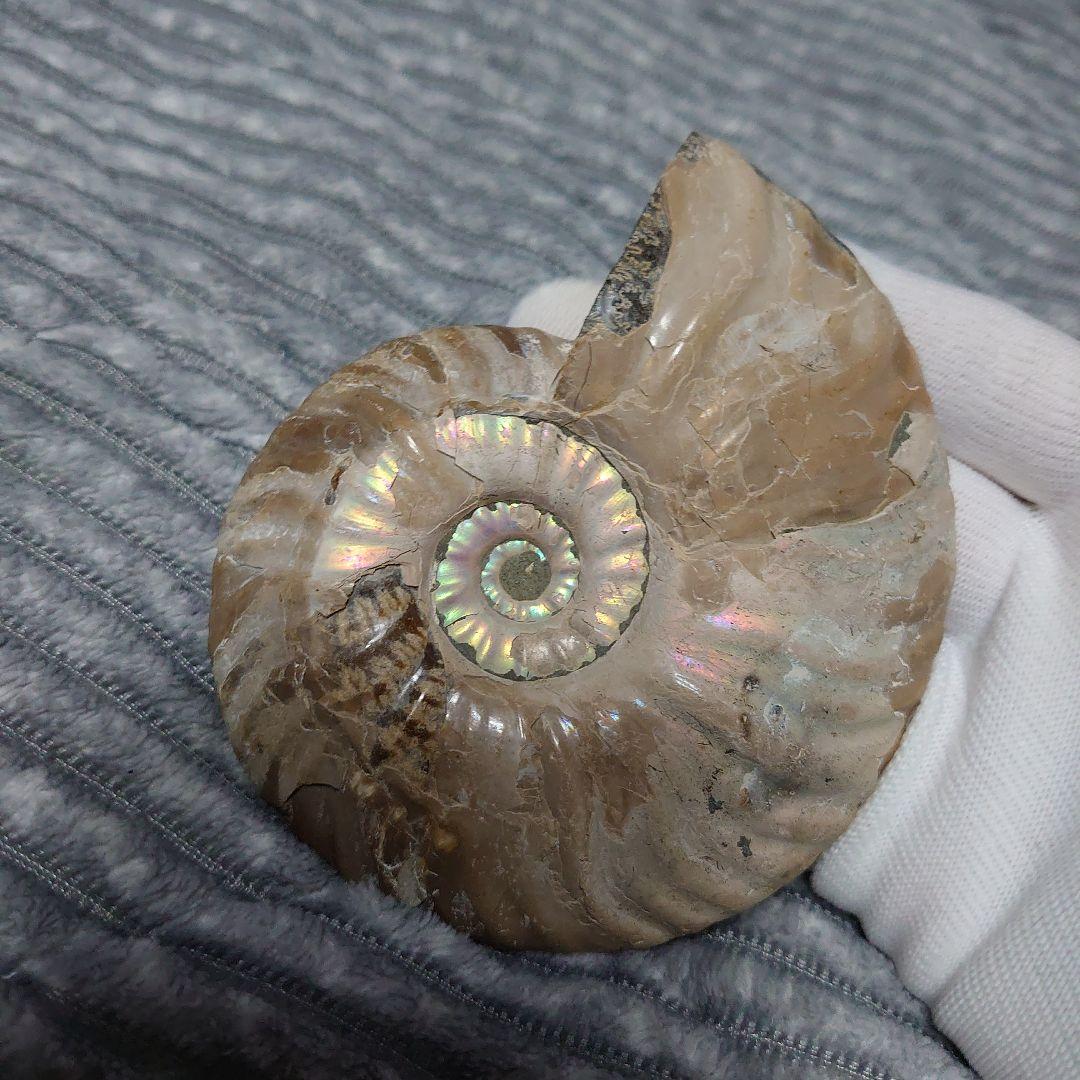 アンモナイト化石　ハーフカット　ペア　マダガスカル