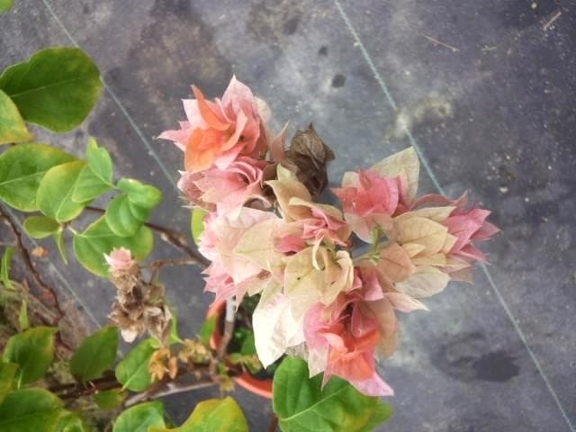 珍品　ブーゲンビレア　苗　限定品！　ブーゲンビリア　観葉植物　花木