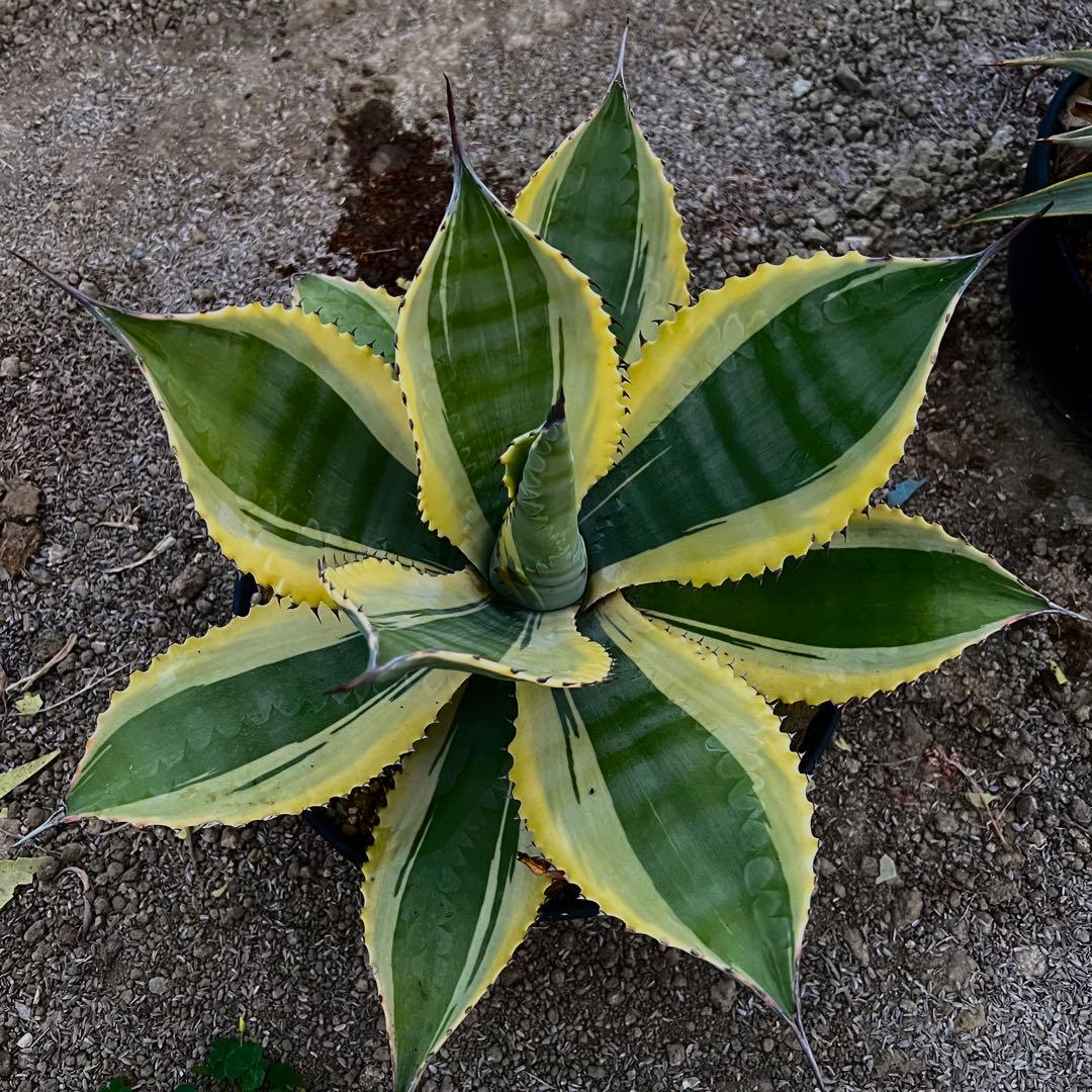 こ*う様 アガベ　'リップルエフェクト'