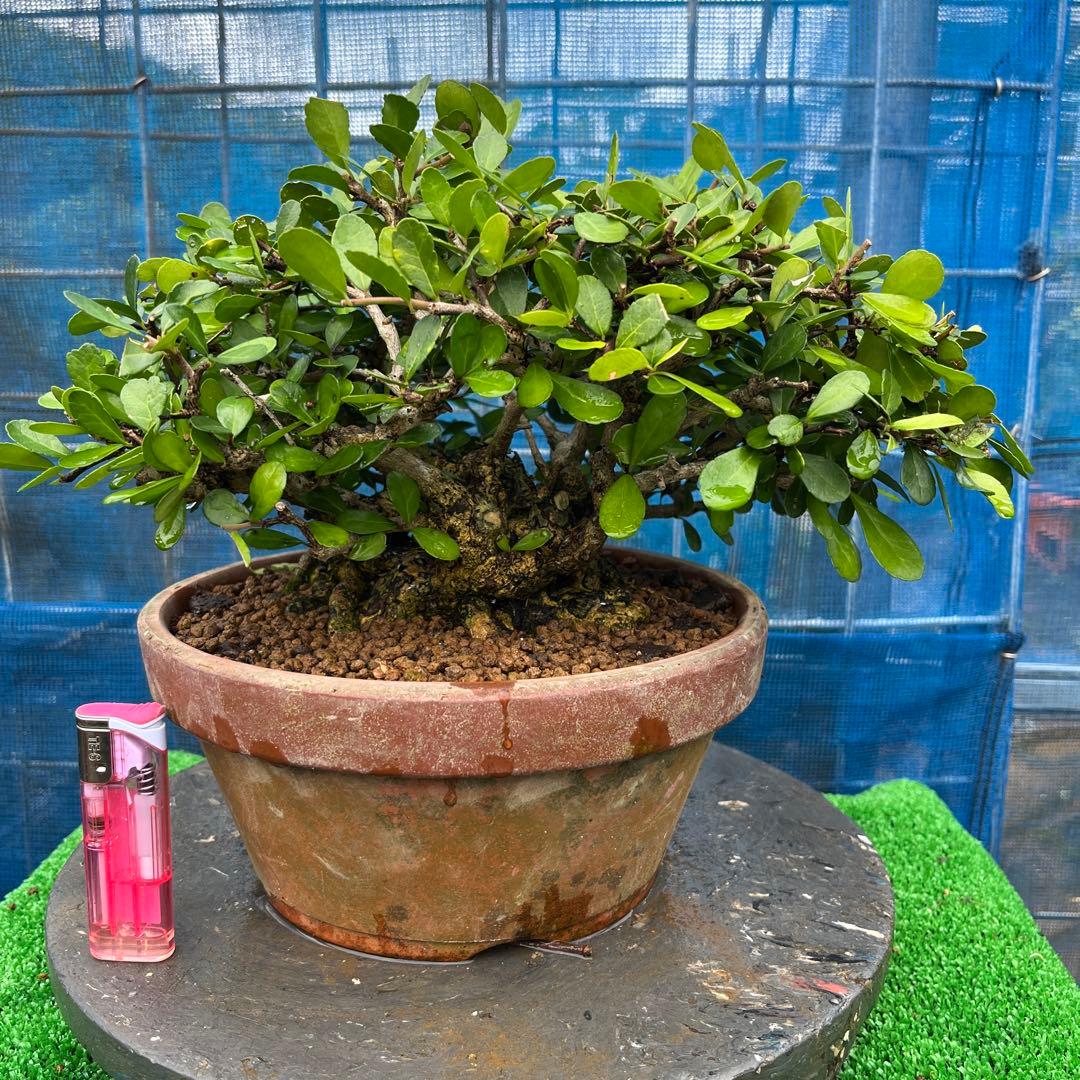 盆栽 緑色の葉 ハリツルマサキ