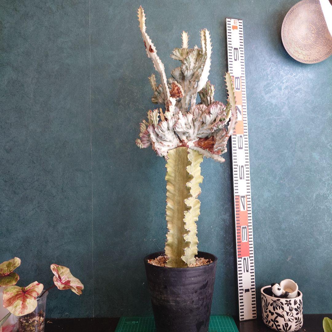 【美形希少】ユーフォルビア　ホワイトゴースト　綴化　写真の追加承ります！