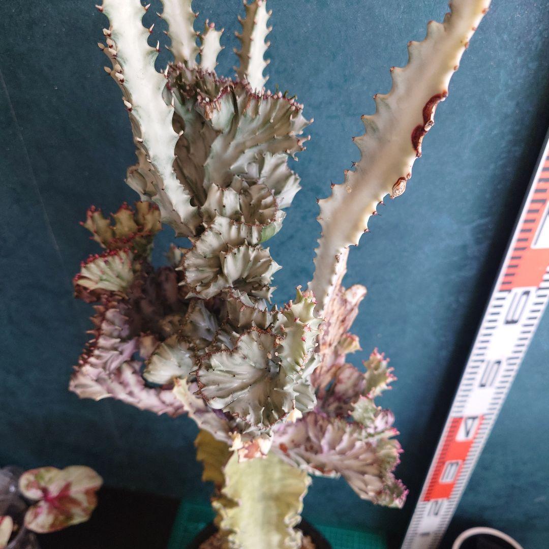 【美形希少】ユーフォルビア　ホワイトゴースト　綴化　写真の追加承ります！