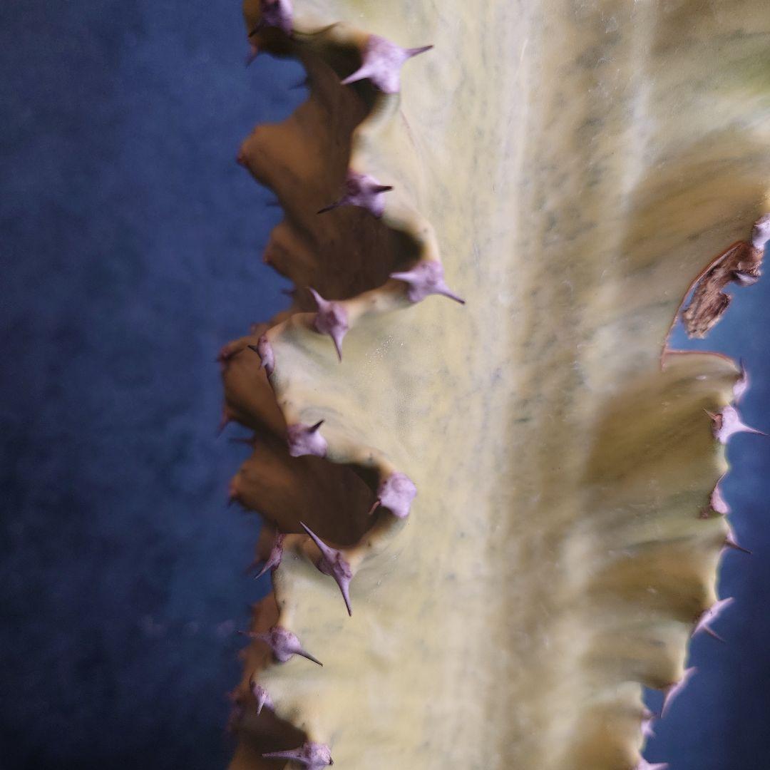 【美形希少】ユーフォルビア　ホワイトゴースト　綴化　写真の追加承ります！