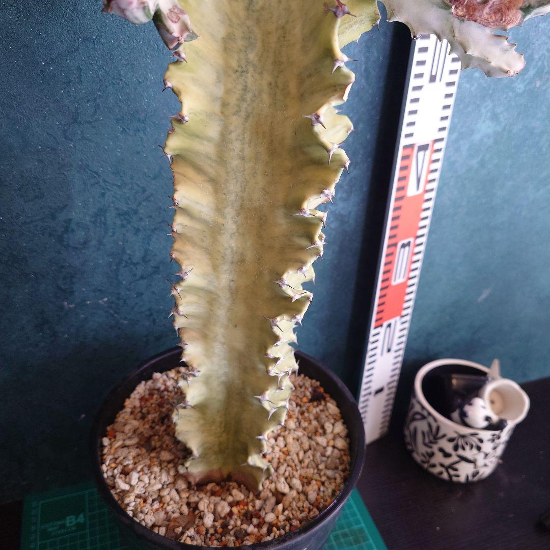 【美形希少】ユーフォルビア　ホワイトゴースト　綴化　写真の追加承ります！