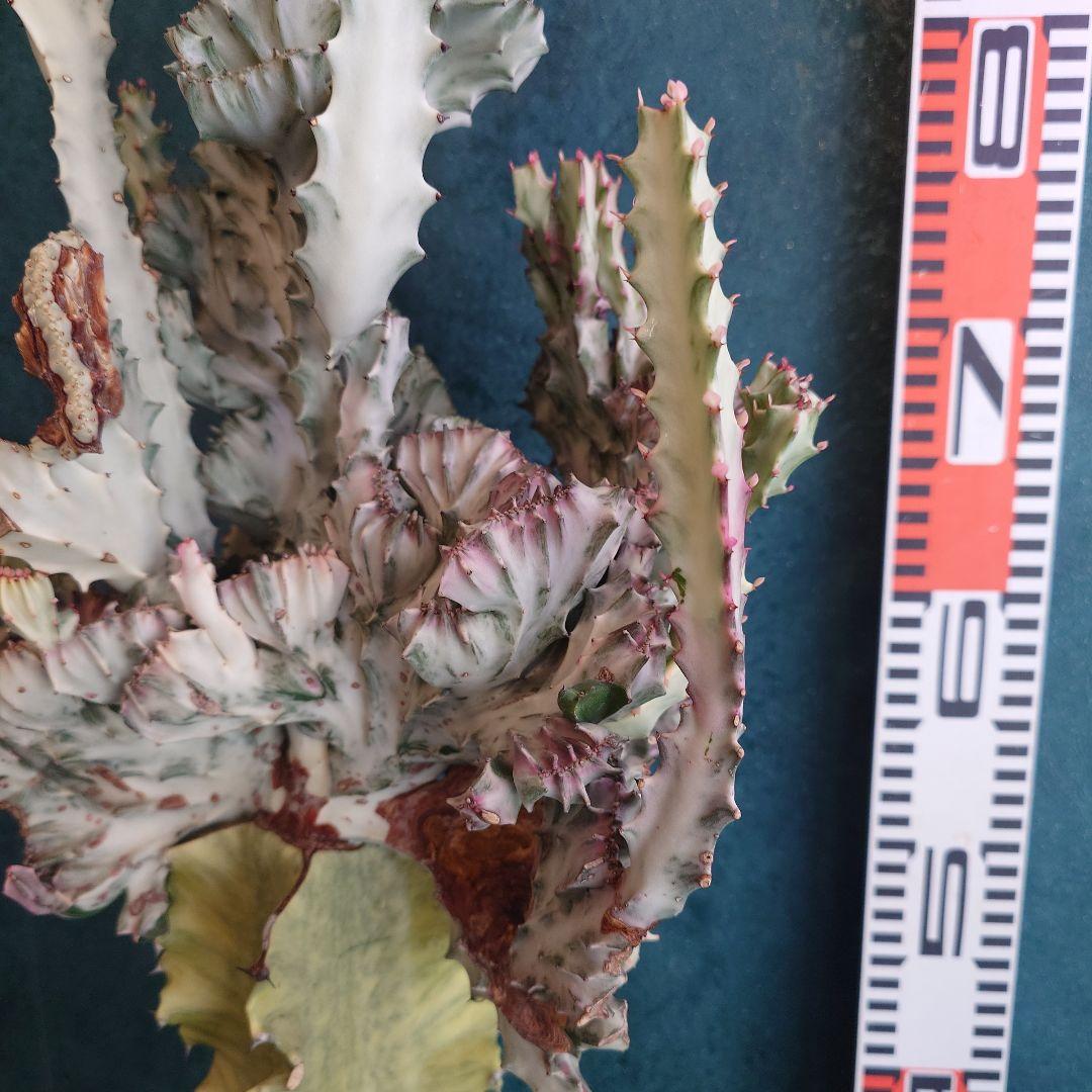 【美形希少】ユーフォルビア　ホワイトゴースト　綴化　写真の追加承ります！