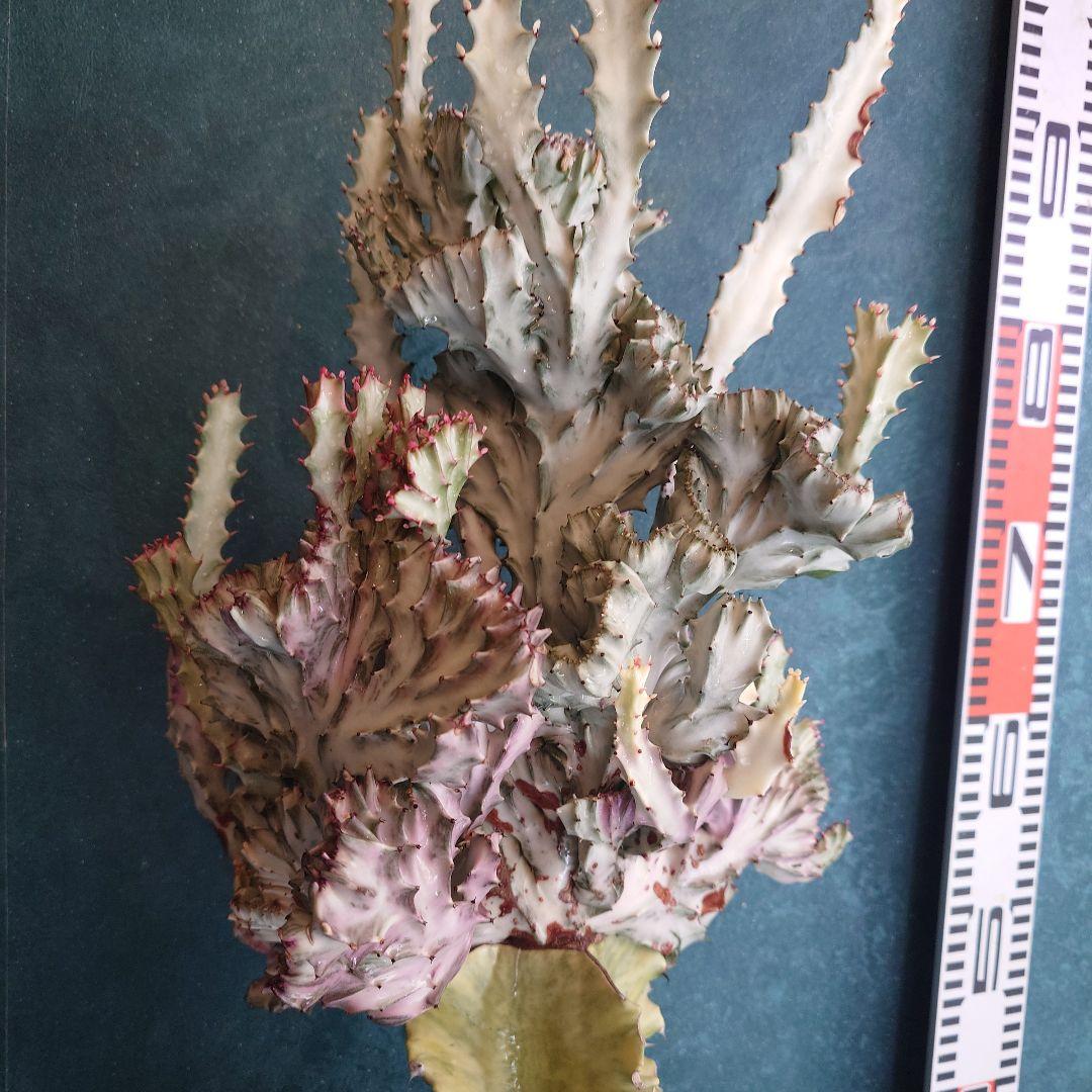 【美形希少】ユーフォルビア　ホワイトゴースト　綴化　写真の追加承ります！