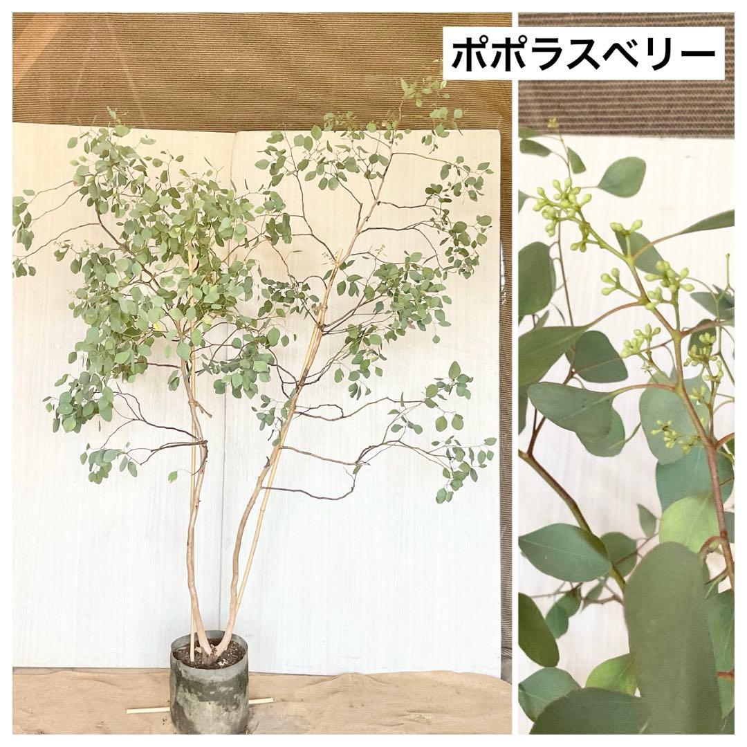 ポポラス　ポポラスベリー　/ 543