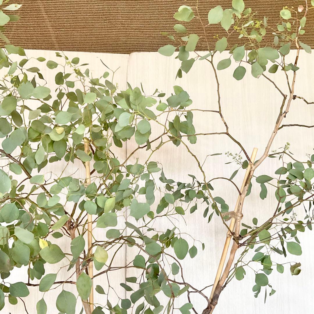 ポポラス　ポポラスベリー　/ 543