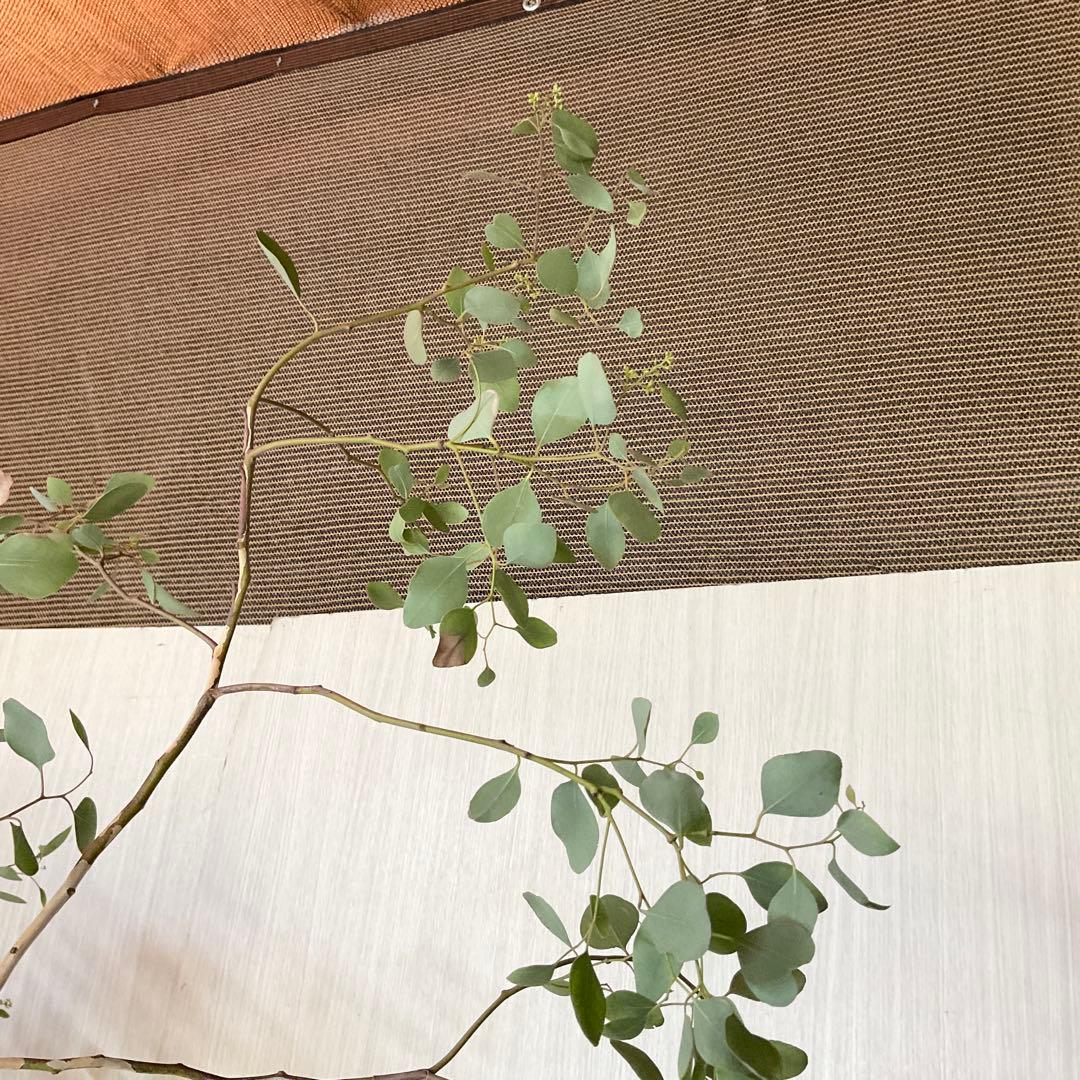 ポポラス　ポポラスベリー　/ 543