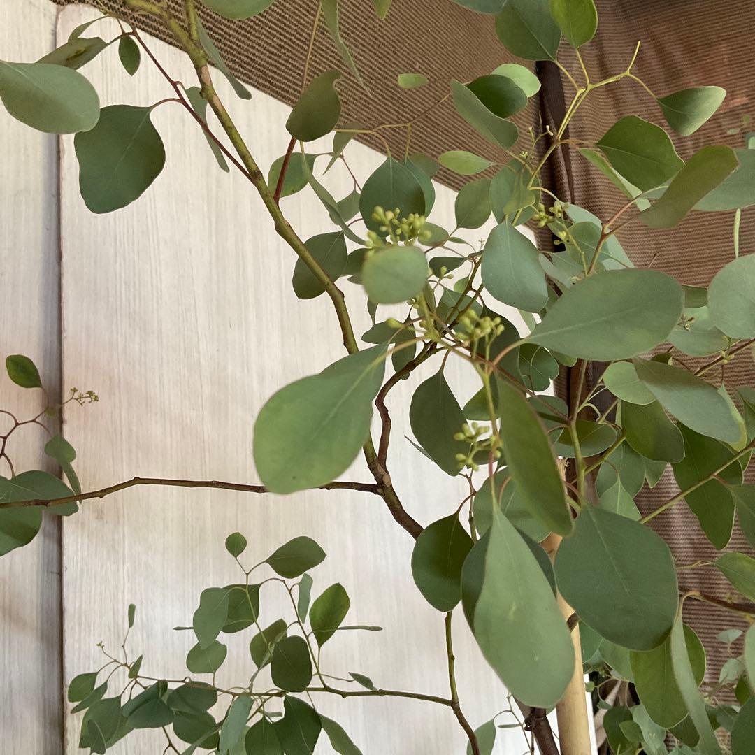 ポポラス　ポポラスベリー　/ 543