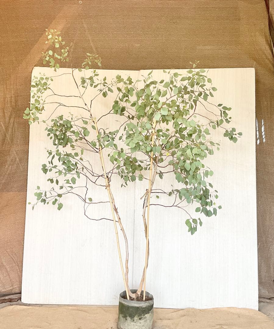 ポポラス　ポポラスベリー　/ 543