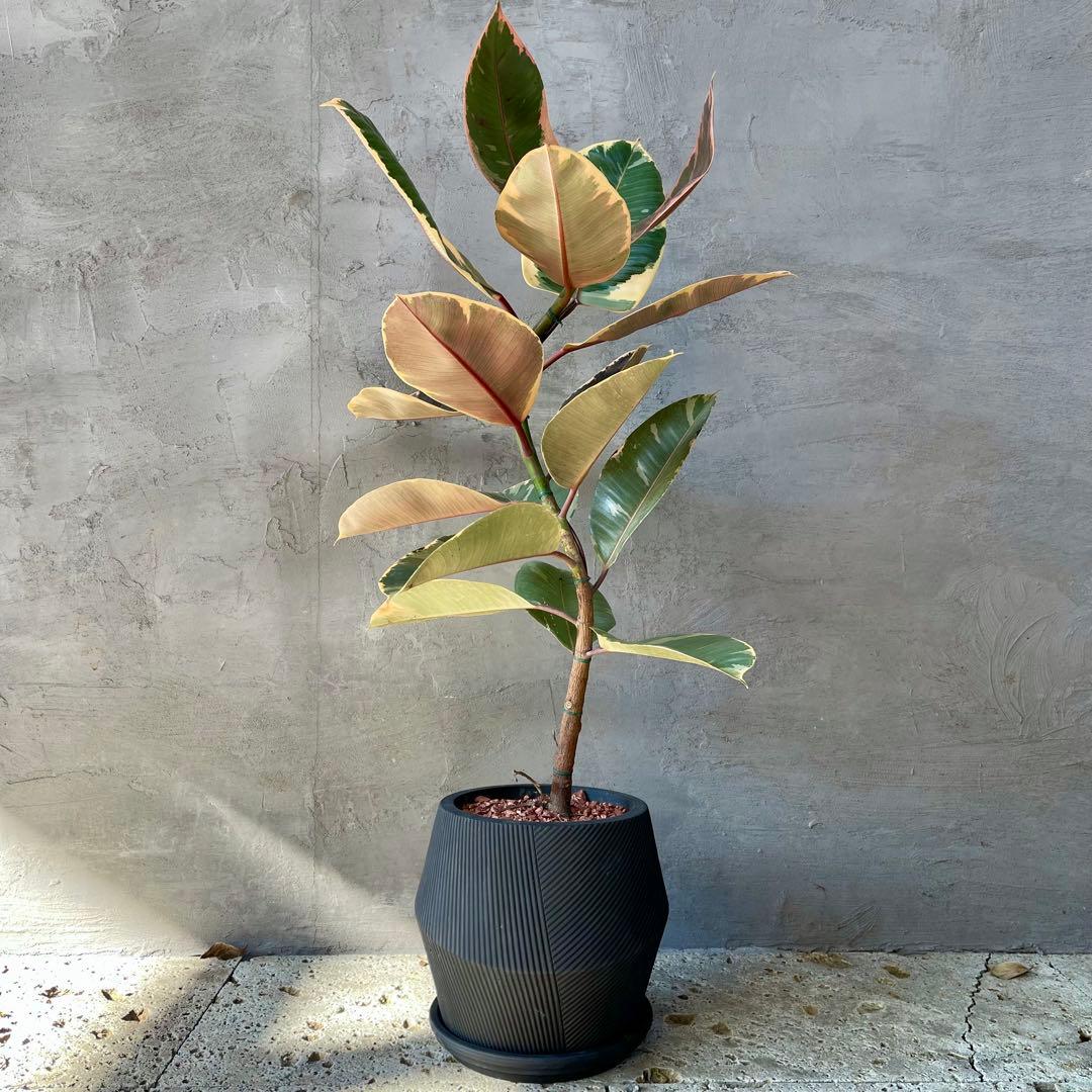 フィカス　ルビー　曲がり仕立て　陶器鉢　植え込み発送