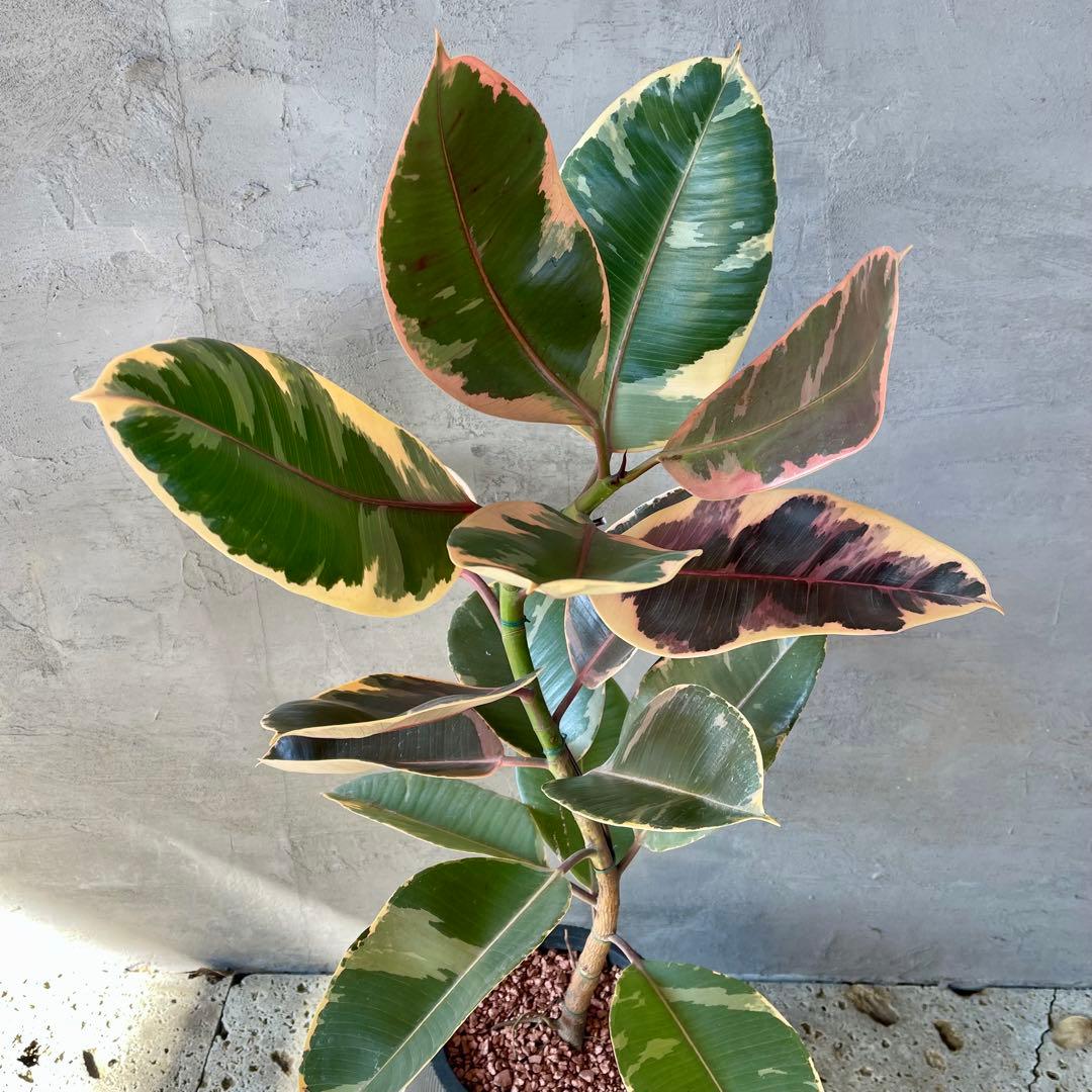 フィカス　ルビー　曲がり仕立て　陶器鉢　植え込み発送