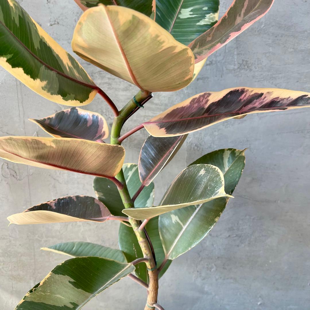 フィカス　ルビー　曲がり仕立て　陶器鉢　植え込み発送