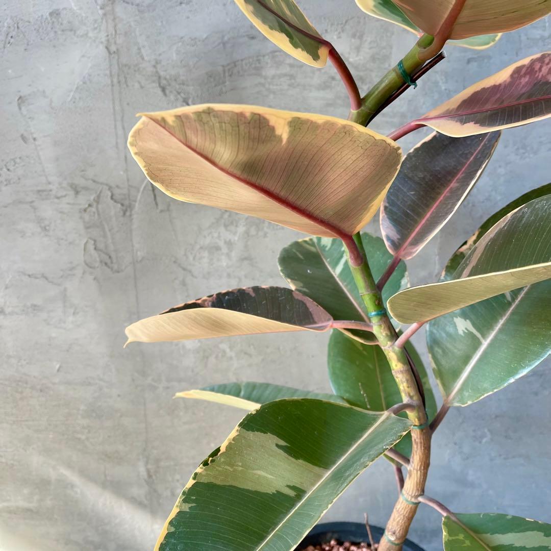 フィカス　ルビー　曲がり仕立て　陶器鉢　植え込み発送