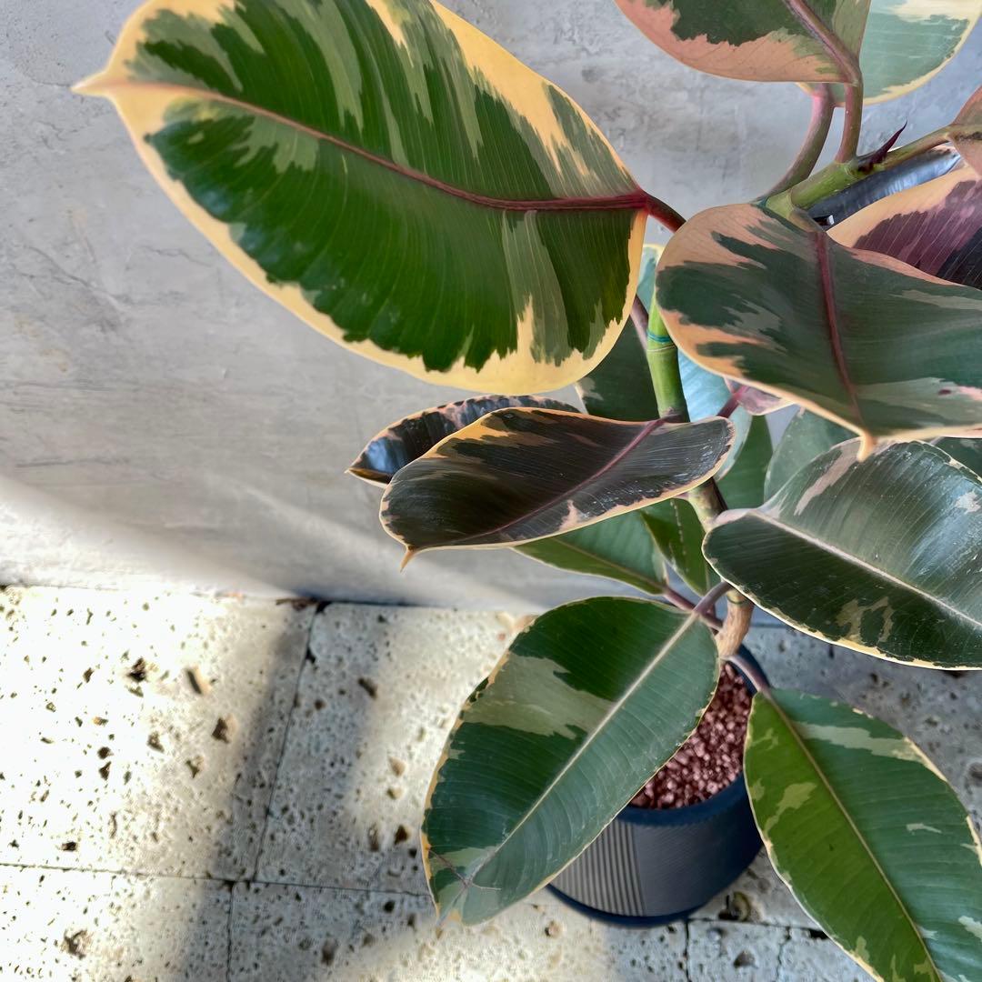 フィカス　ルビー　曲がり仕立て　陶器鉢　植え込み発送