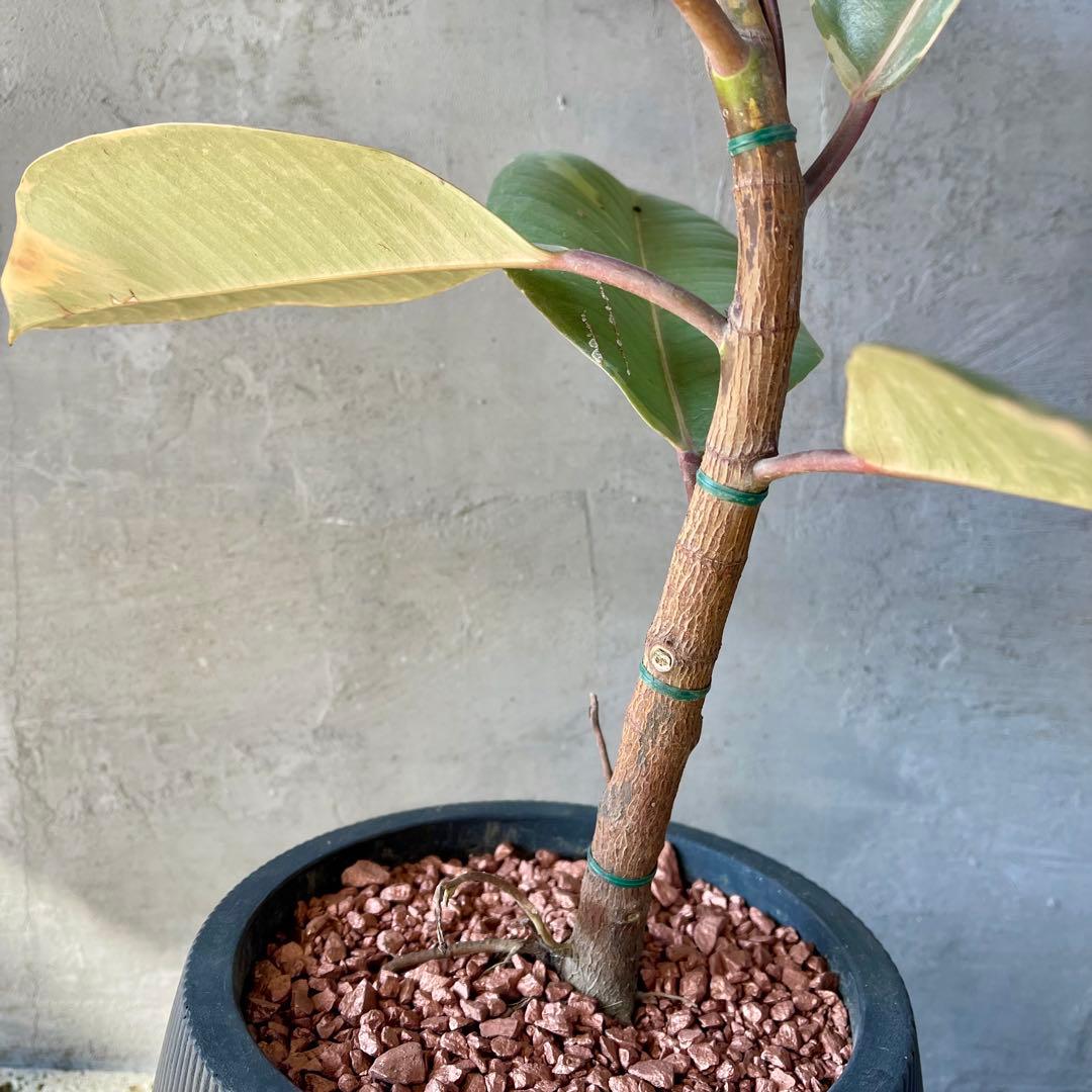 フィカス　ルビー　曲がり仕立て　陶器鉢　植え込み発送