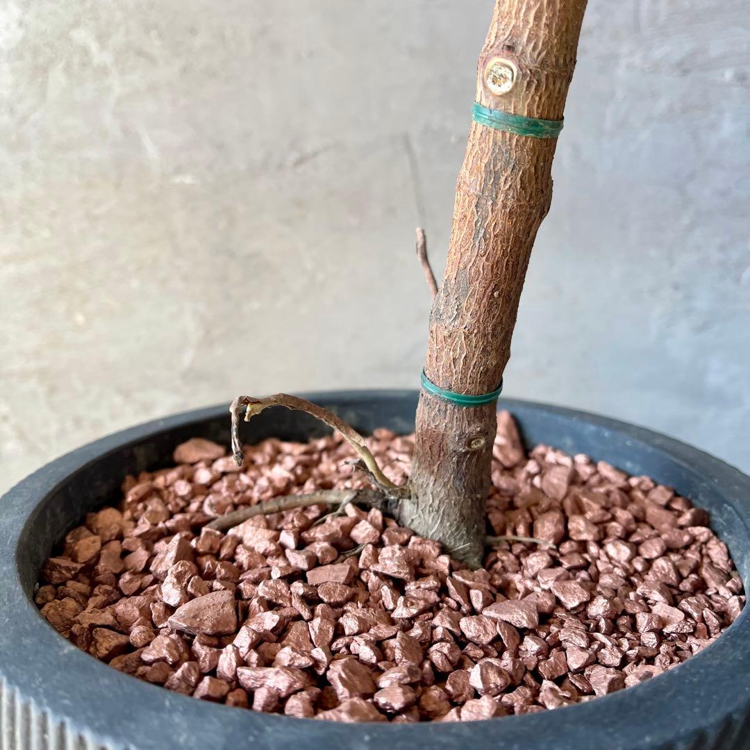 フィカス　ルビー　曲がり仕立て　陶器鉢　植え込み発送