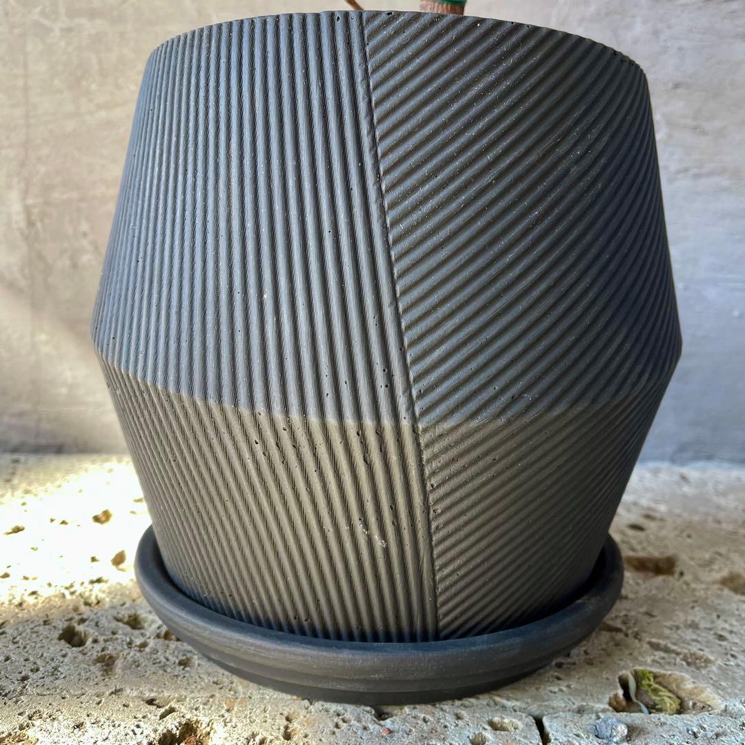 フィカス　ルビー　曲がり仕立て　陶器鉢　植え込み発送