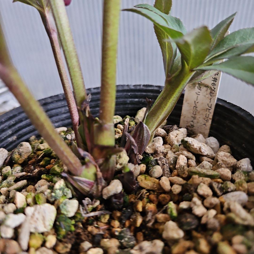 ㉖-439クリスマスローズ