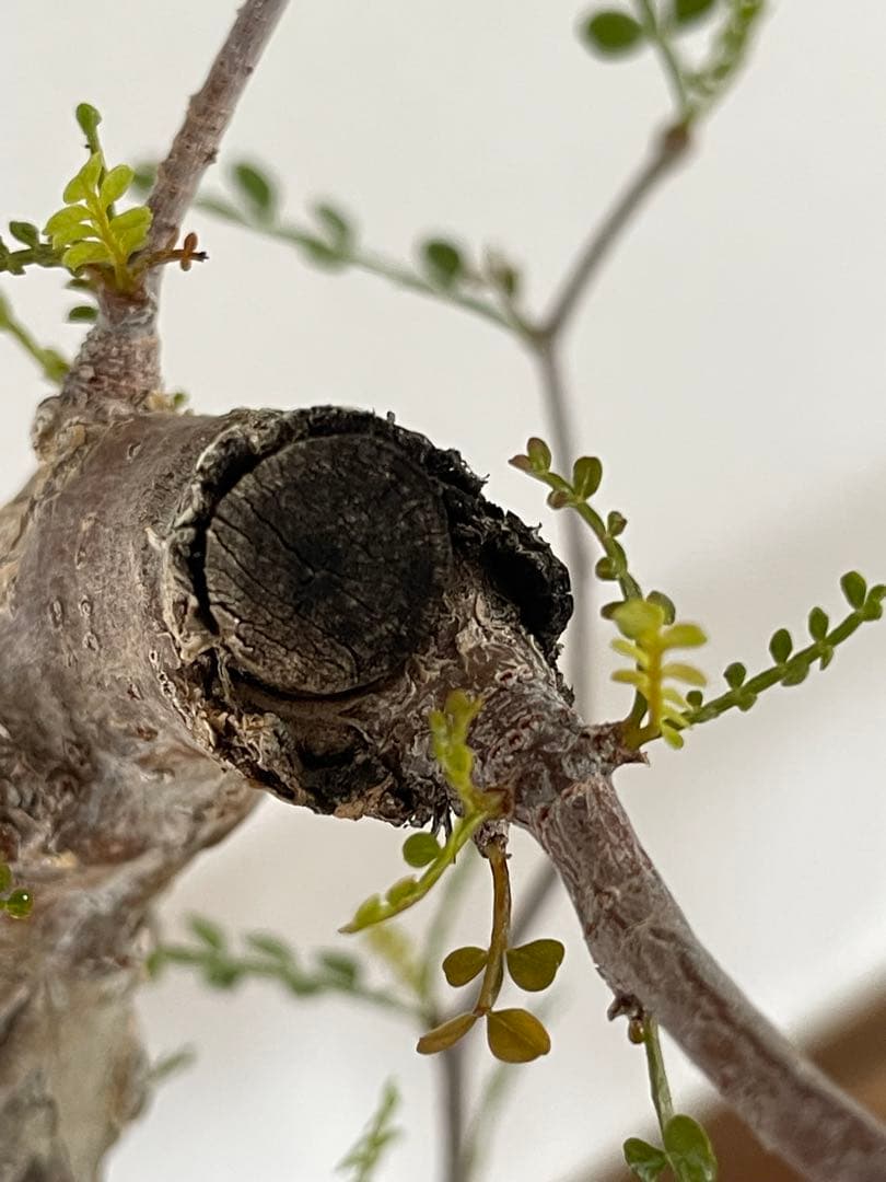 【現地球／発根済】オペルクリカリア　パキプス（極上株）ODDROOTS管理株