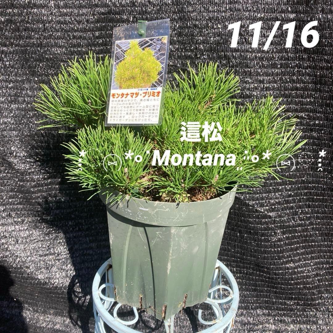 ①*:ஐ這松・ドーム型の松*:ஐ【モンタナマツ・プミリオ ・プリミオ】5号