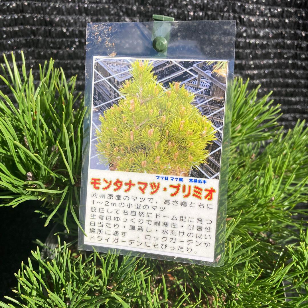 ①*:ஐ這松・ドーム型の松*:ஐ【モンタナマツ・プミリオ ・プリミオ】5号