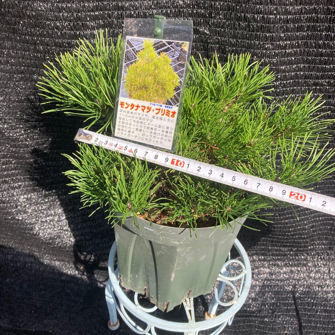 ①*:ஐ這松・ドーム型の松*:ஐ【モンタナマツ・プミリオ ・プリミオ】5号
