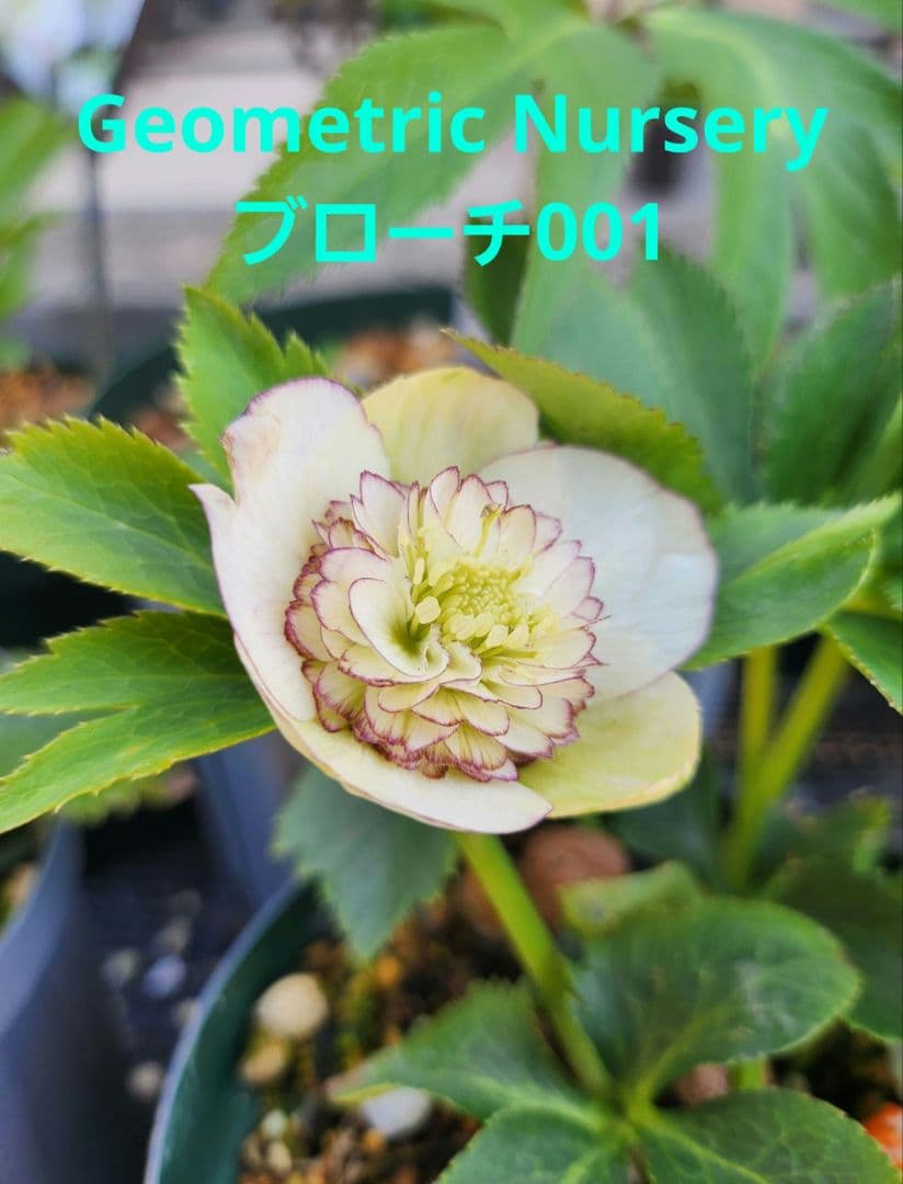 〈匿名発送〉023 クリスマスローズ sd 株分　ブローチ Geometric